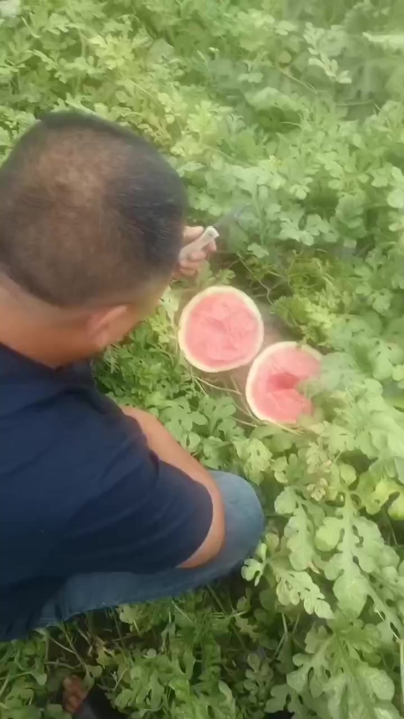 头茬美都西瓜