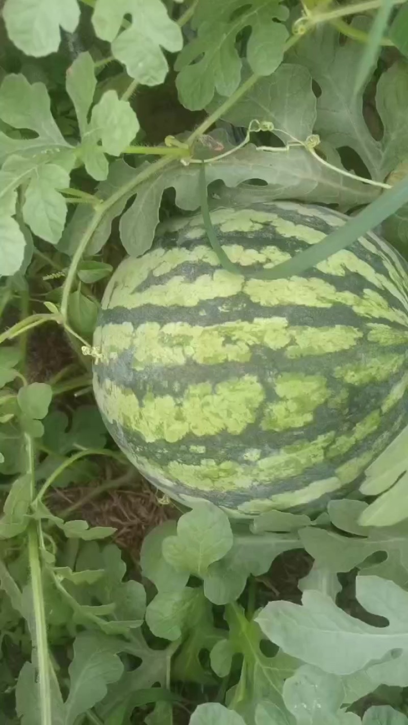 头茬美都西瓜