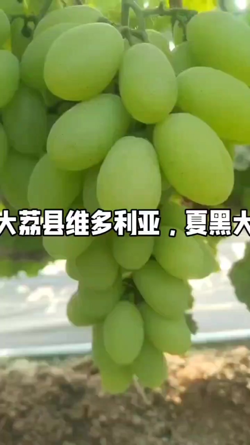 维多利亚