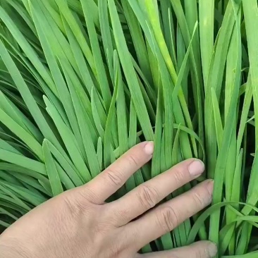 大叶韭菜