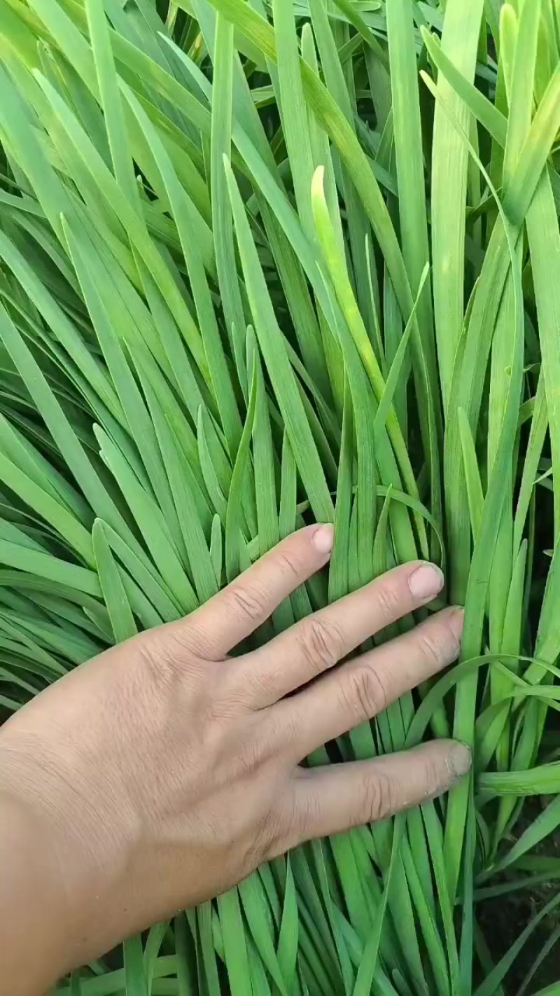 大叶韭菜