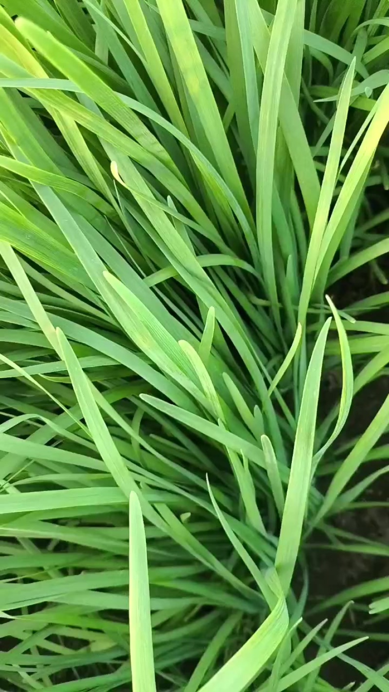 大叶韭菜
