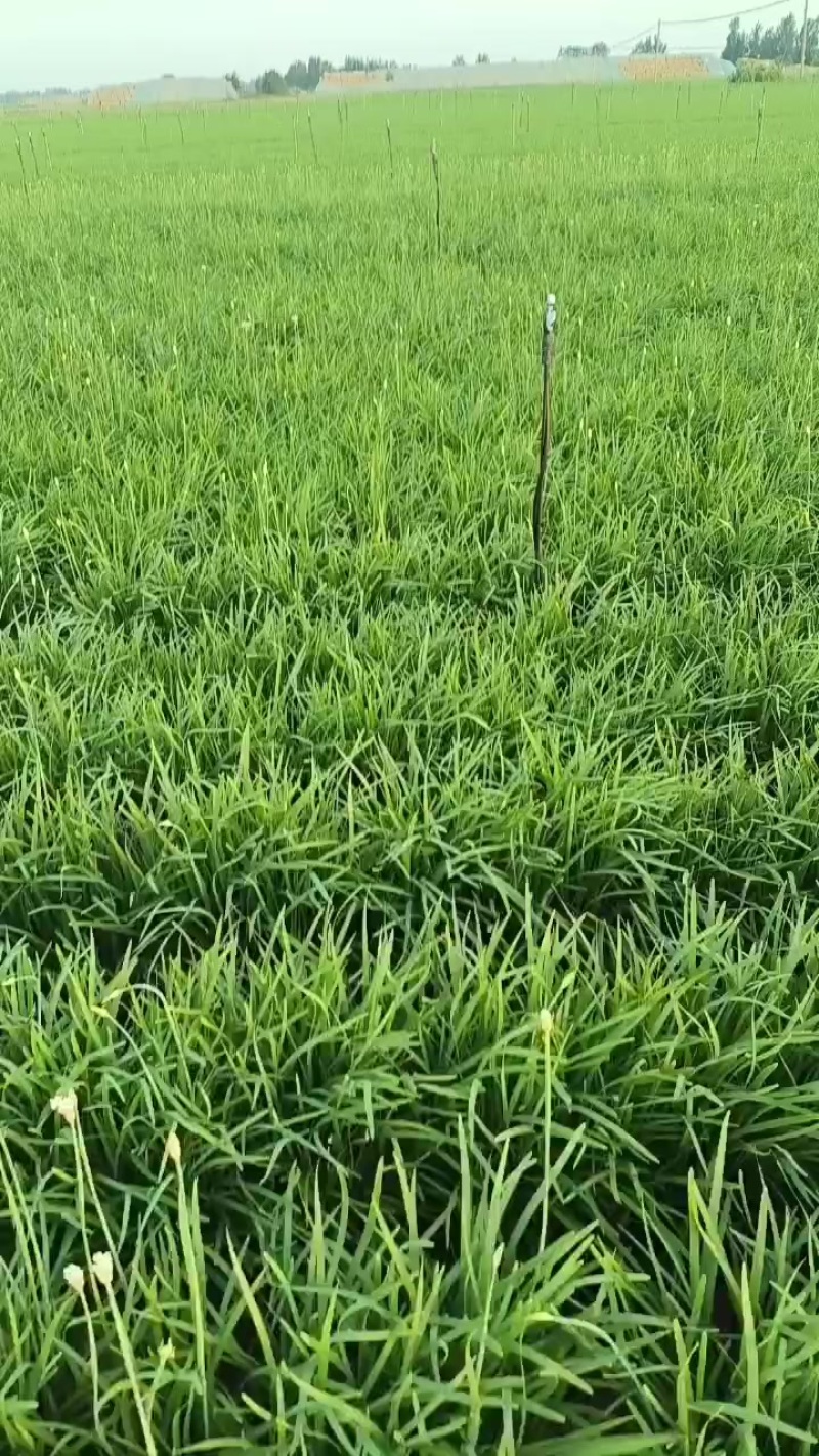 大叶韭菜
