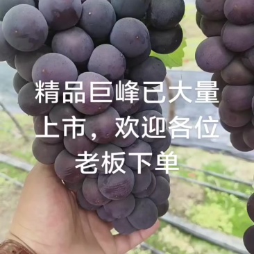 江苏各个品种葡萄