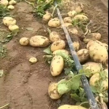 河南黄心土豆3两通天