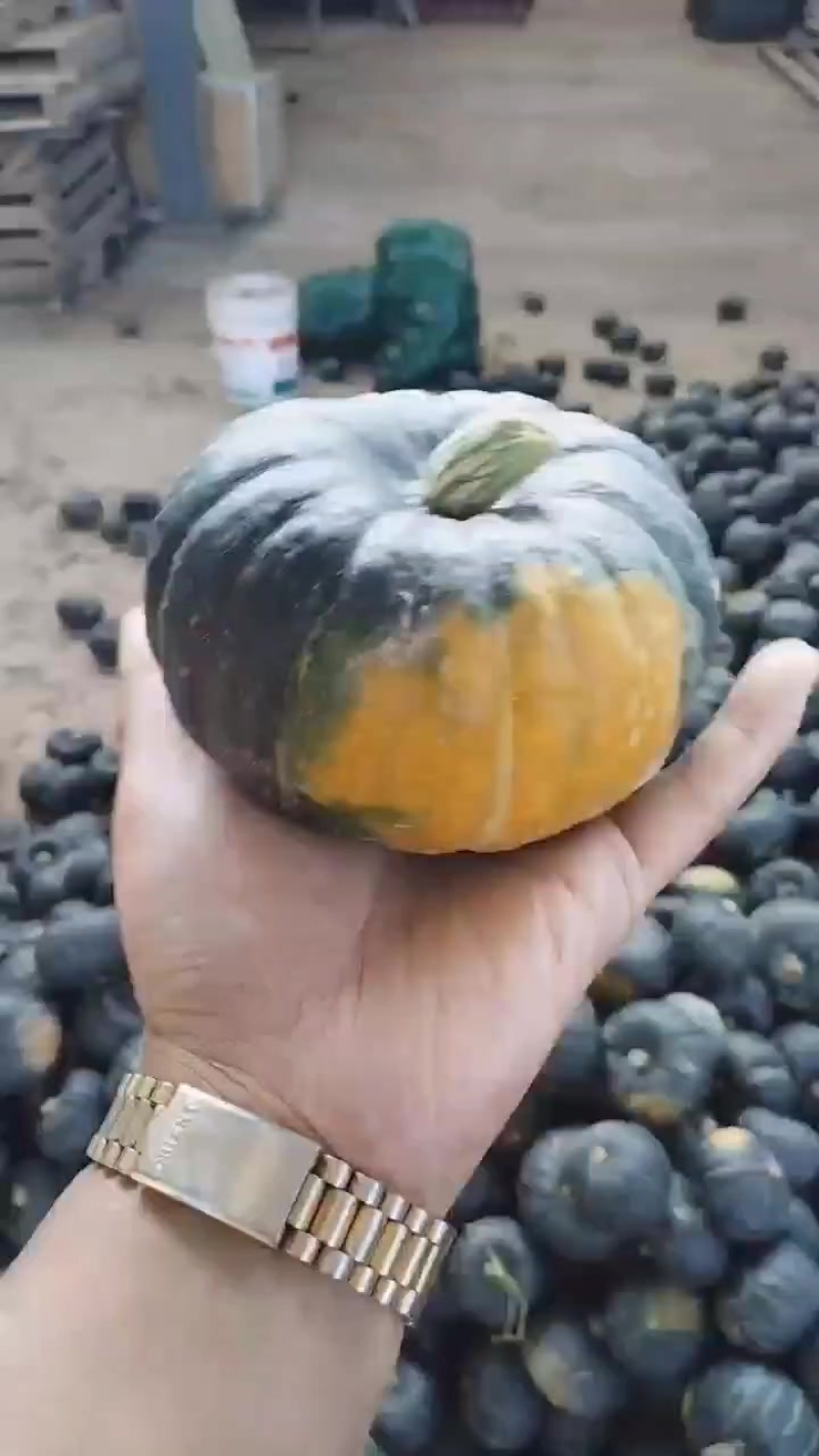 贝贝南瓜