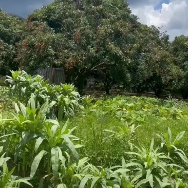 味味荔枝