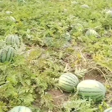西瓜