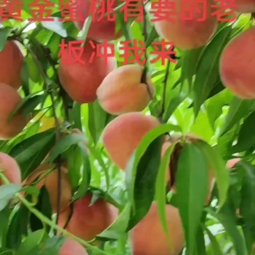 黄金蜜桃上市了，有看好的老板联系我