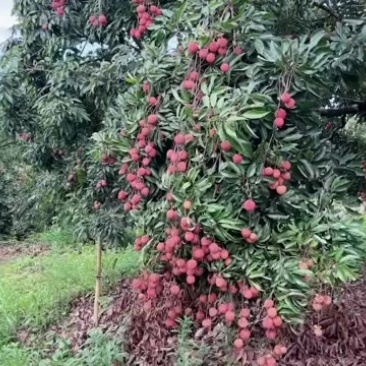 广西贵港桂味荔枝