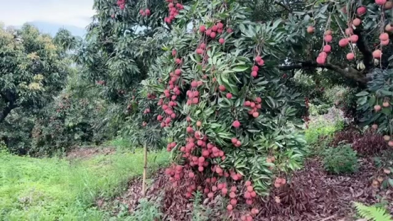 广西贵港桂味荔枝