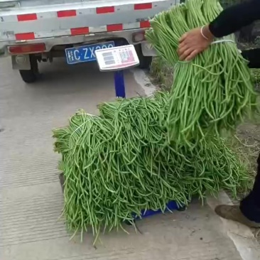新鲜豆角