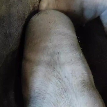 有三元。长白