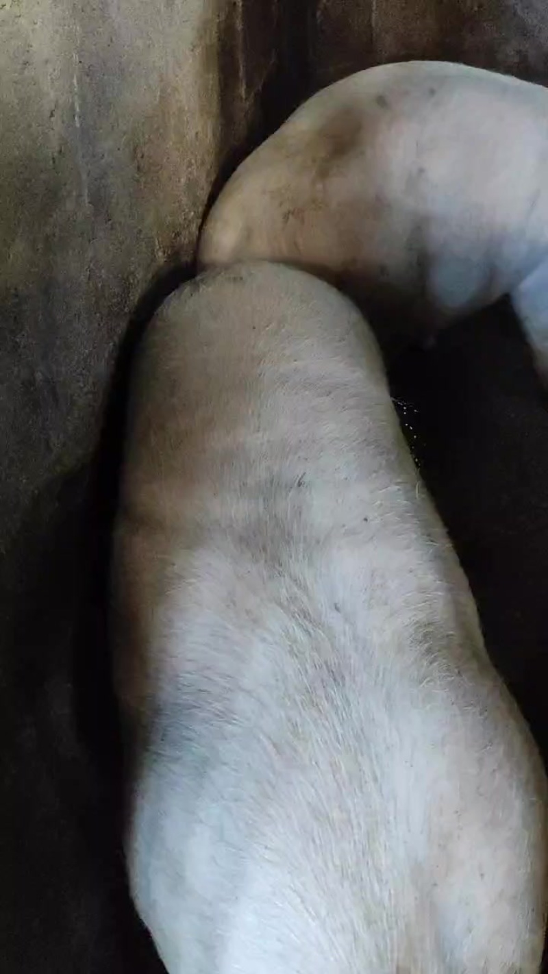 有三元。长白
