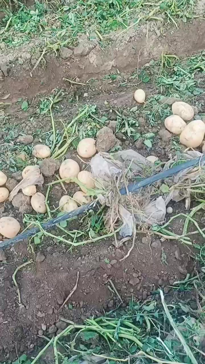 精品土豆诚信第一合作共赢