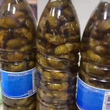 金蝉大量有货，