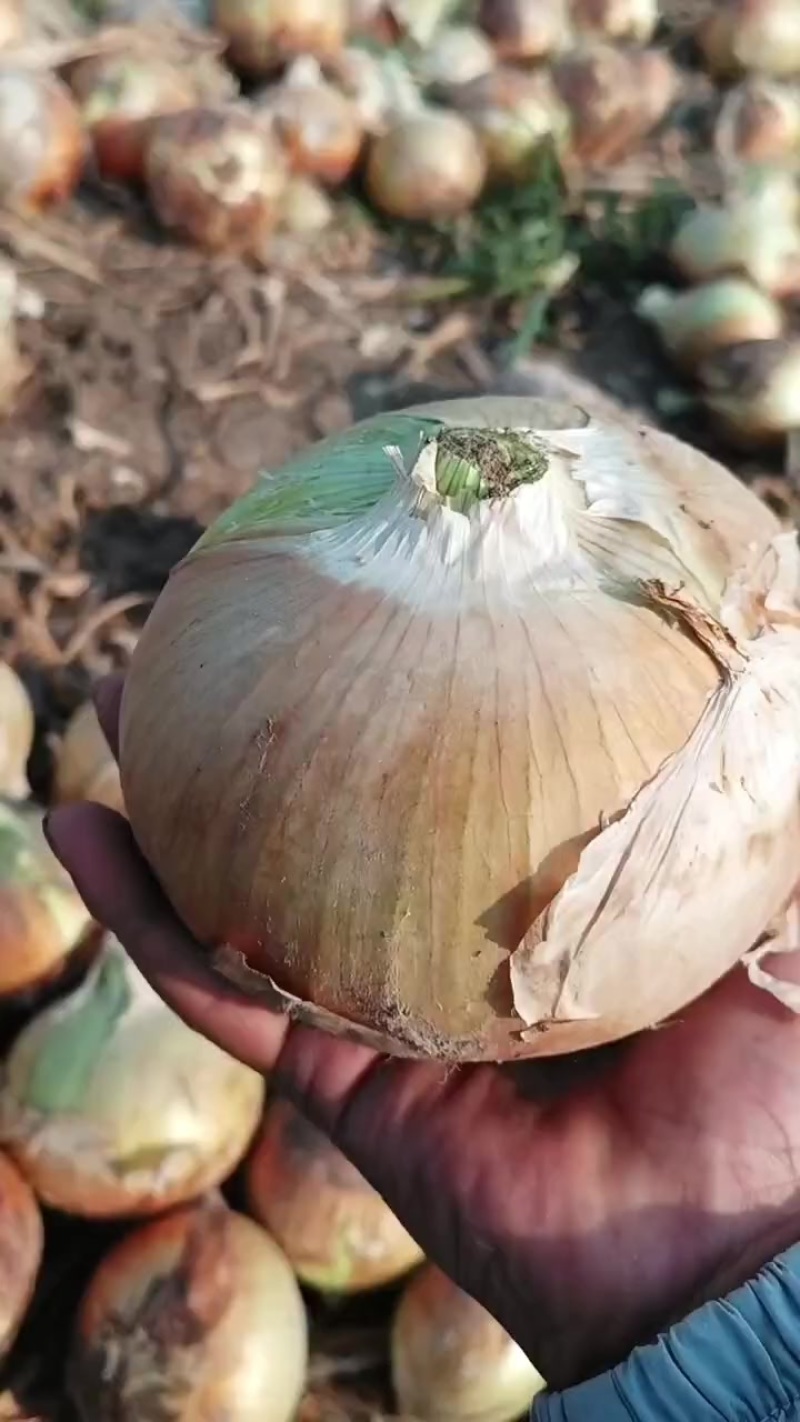 精品黄皮圆葱80规格以上