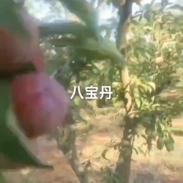 大个头八宝丹红度好，口感好的园子数量有限，需要的老板赶紧