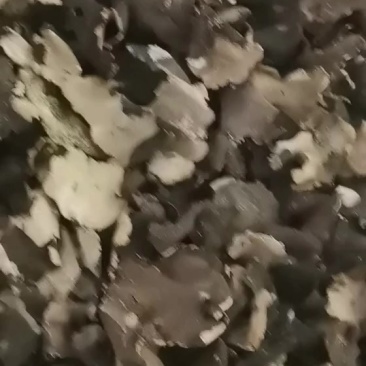 野生石耳