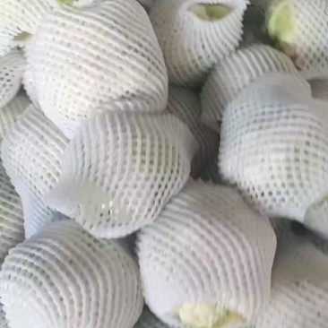 菜花，紧花，实花