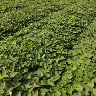 西瓜红红薯苗西瓜红蜜薯苗西瓜红苗子蜜薯苗称斤