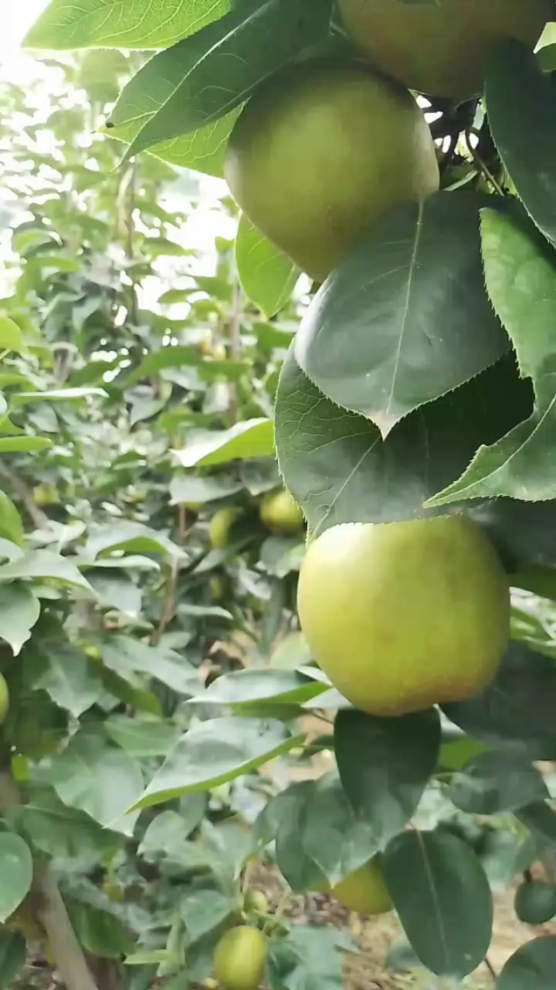 脆冠梨大量上市