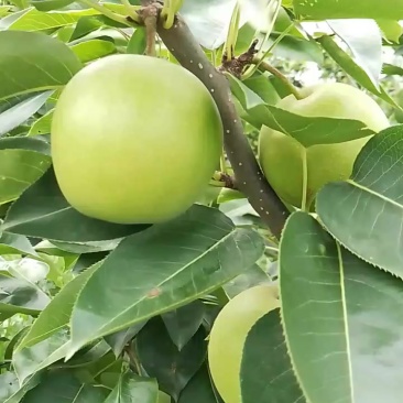 脆冠梨大量上市