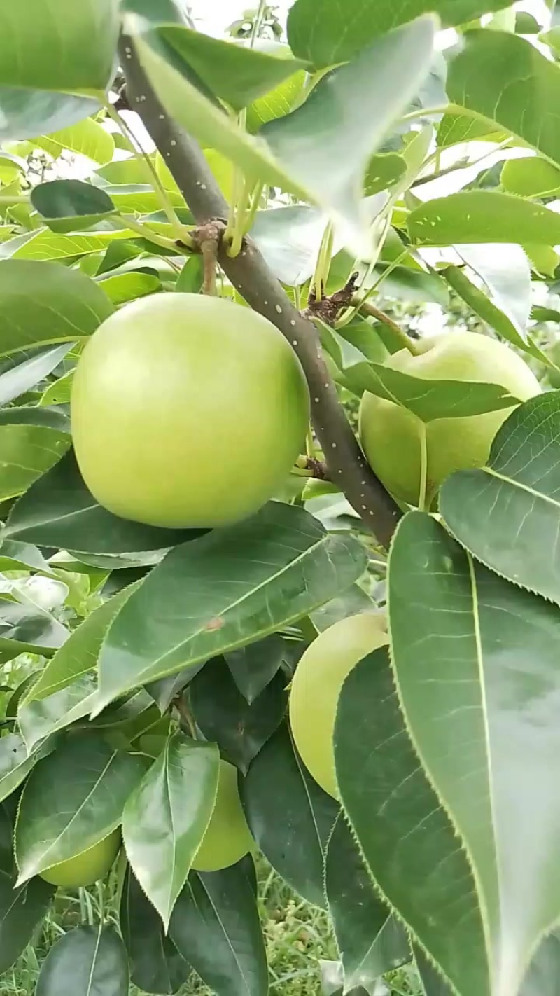 脆冠梨大量上市