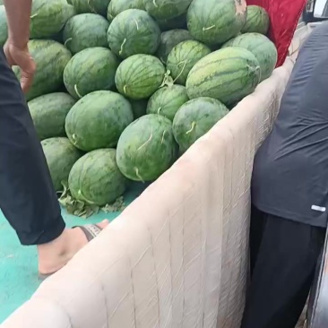 沙地西瓜