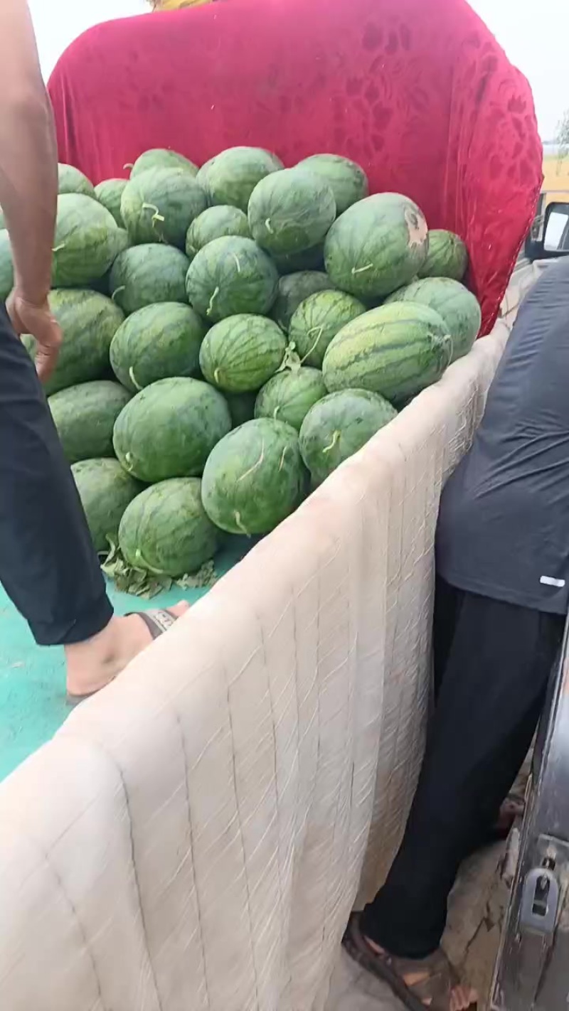 沙地西瓜