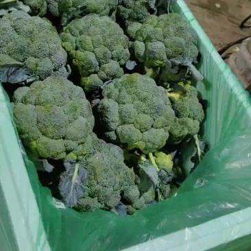 西兰花小米粒