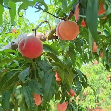 桃量上市货源充足