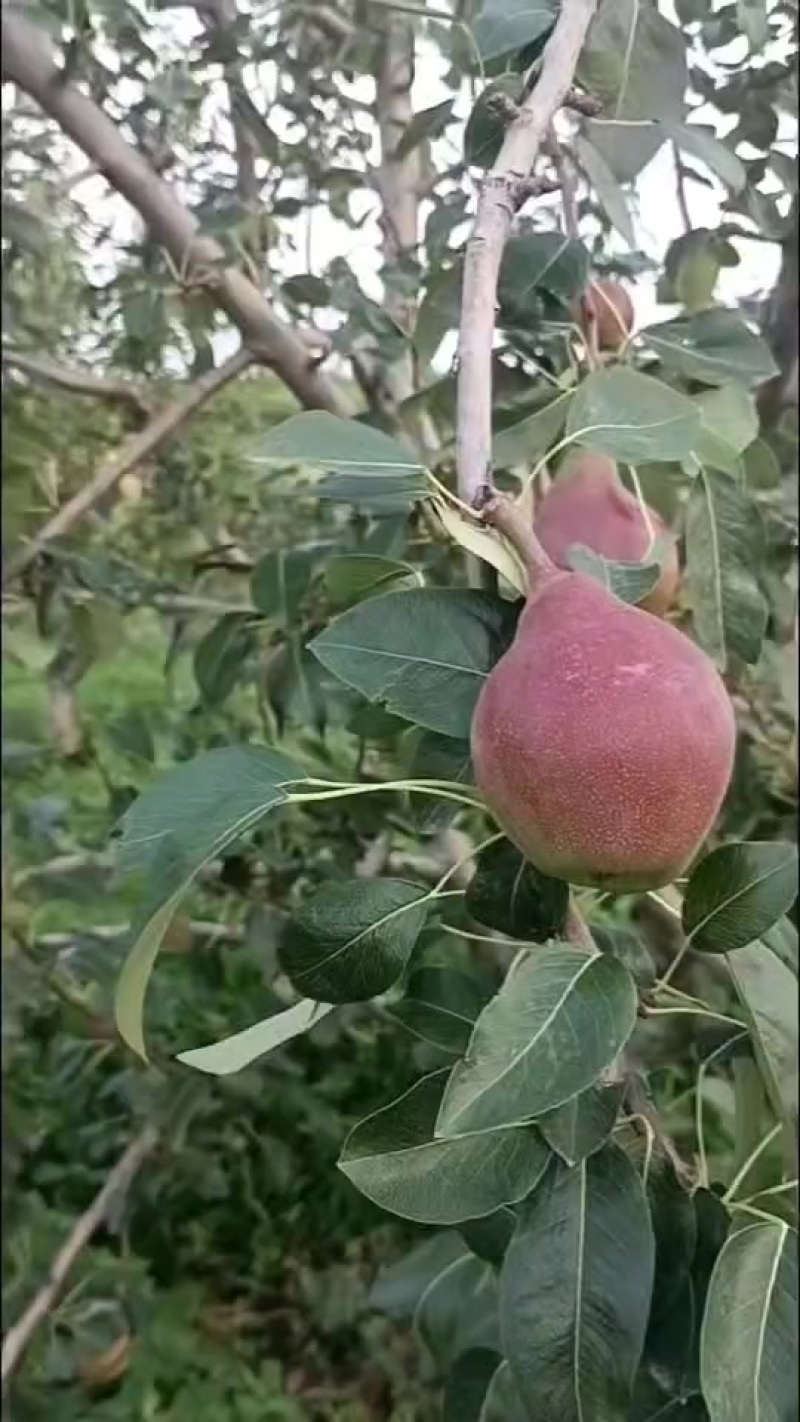 一面红梨