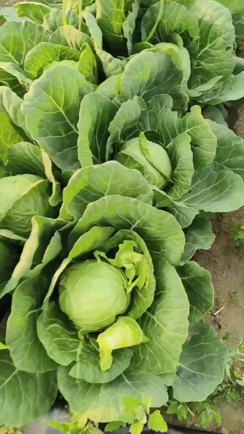 甘蓝