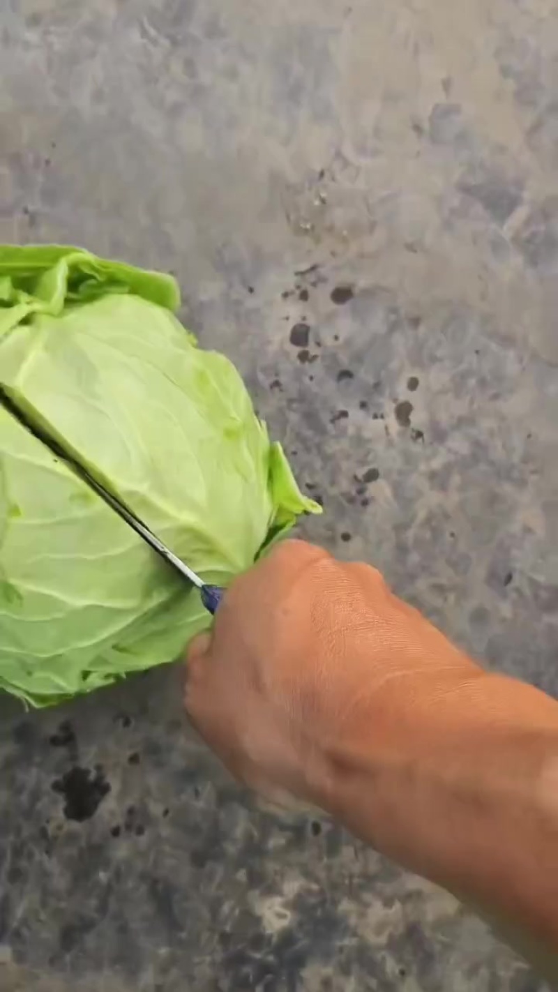甘蓝