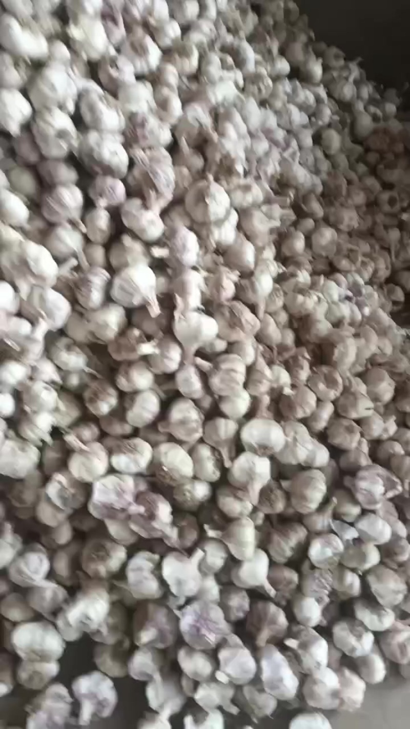 大荔精品蒜欢迎新老客户前来采购