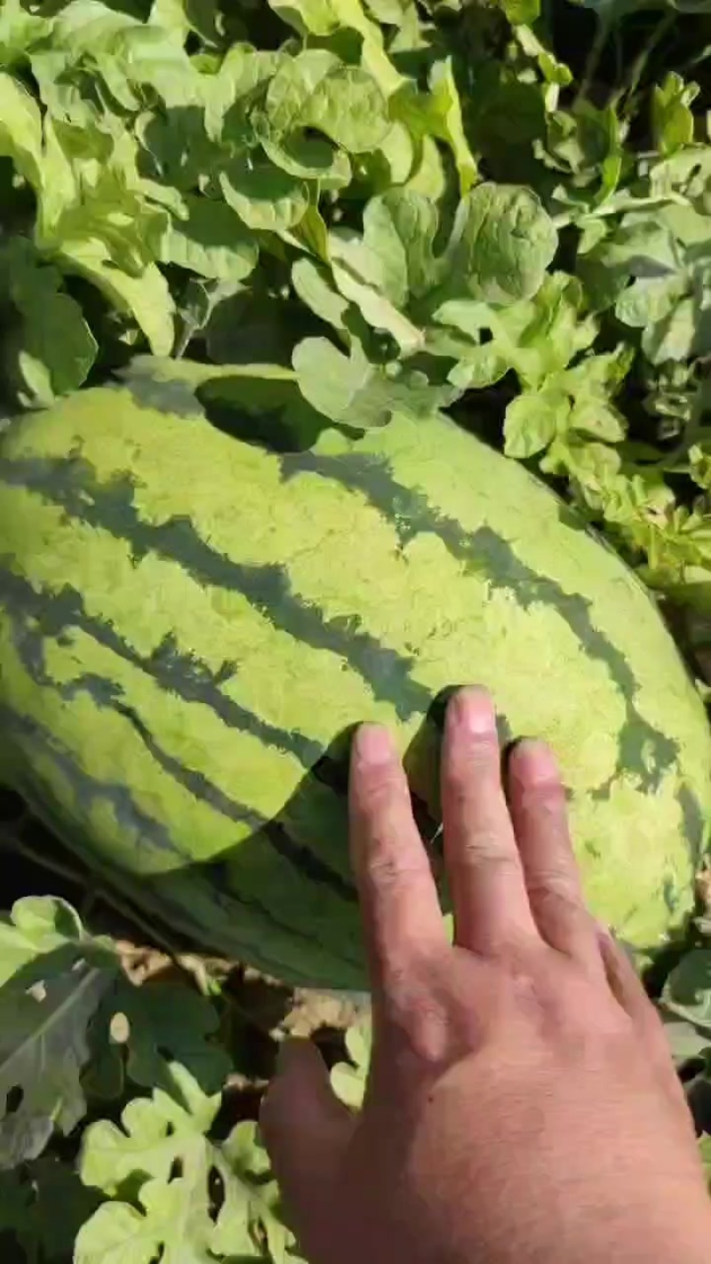 秦农六号西瓜