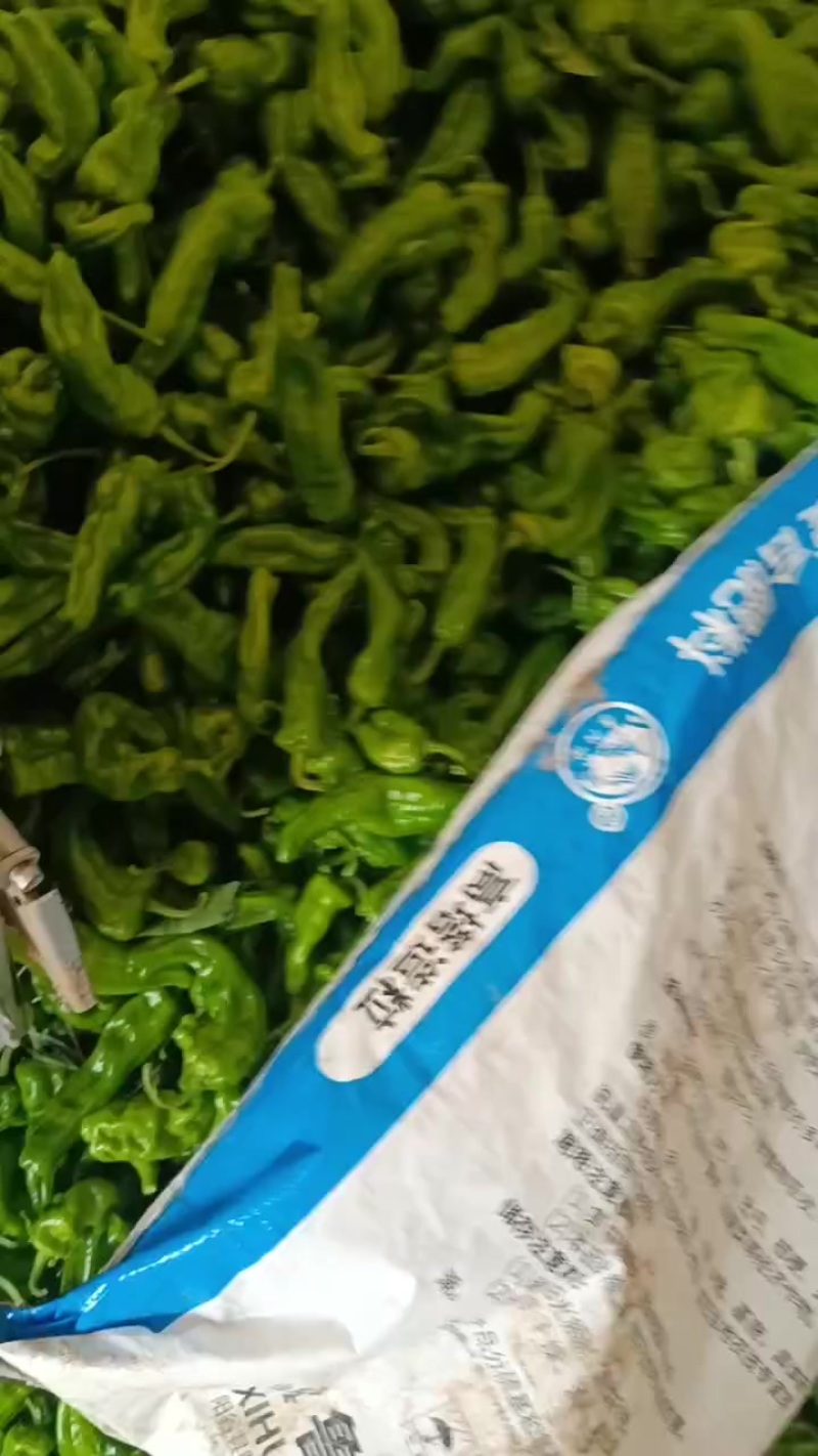 精品薄皮辣椒产地直销