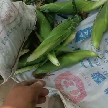 水果玉米白，黄，花粒，大量上市了中有需要老板联系我