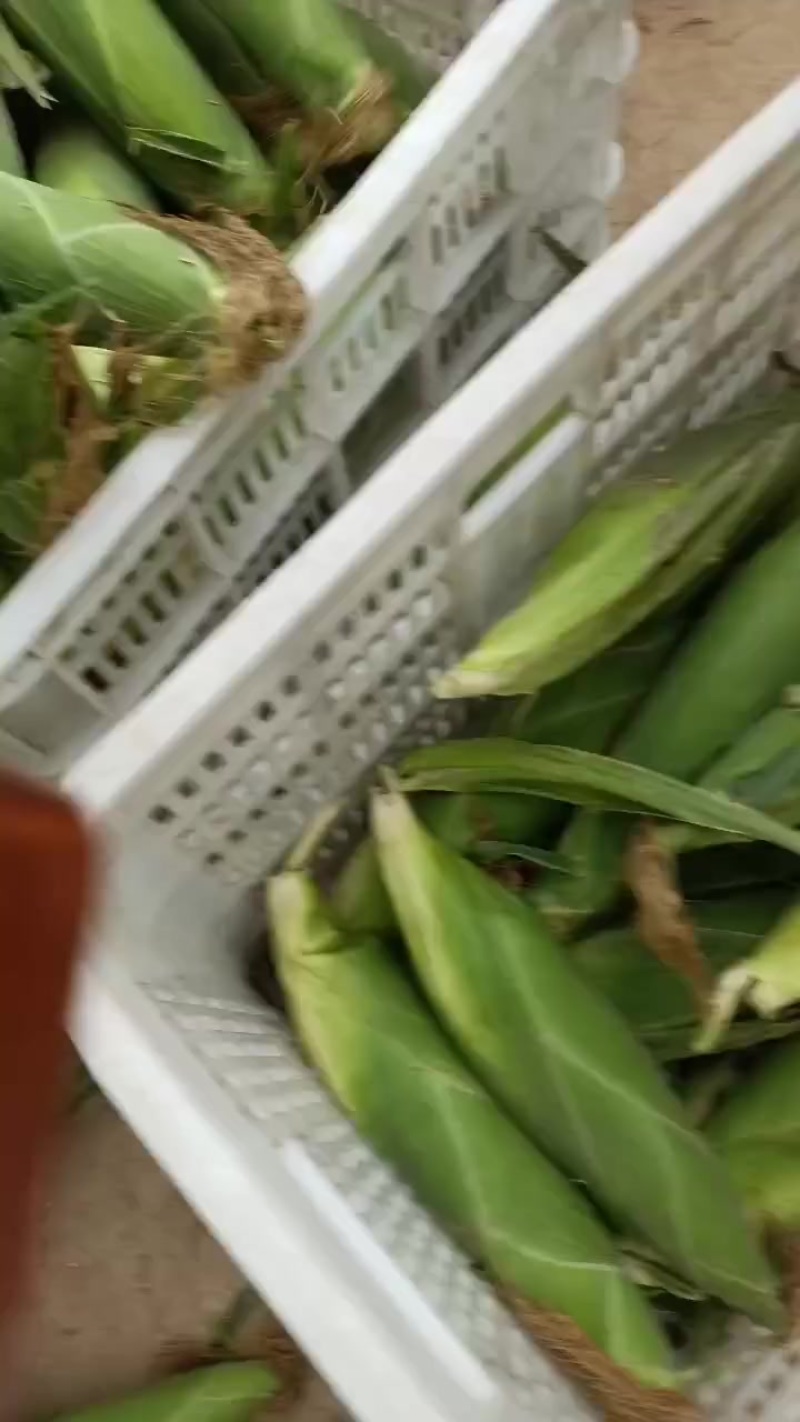 水果玉米白，黄，花粒，大量上市了中有需要老板联系我