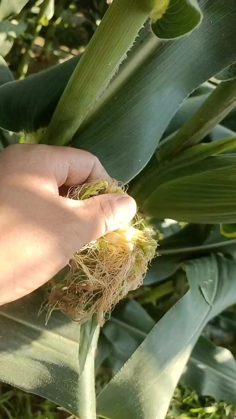 水果玉米白，黄，花粒，大量上市了中有需要老板联系我