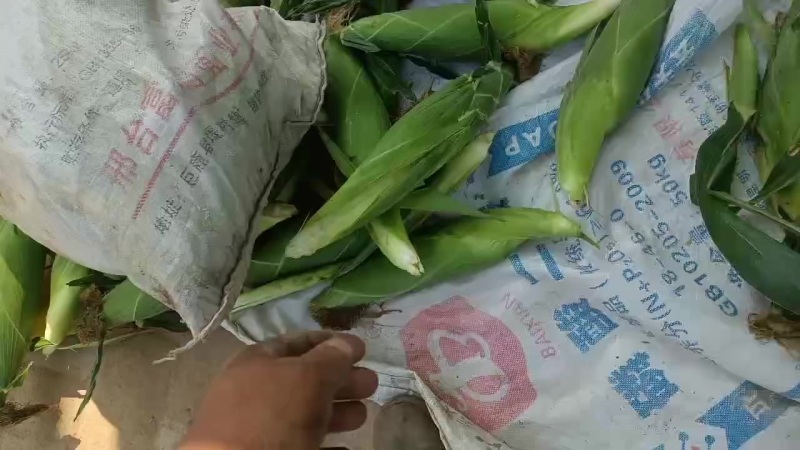 水果玉米白，黄，花粒，大量上市了中有需要老板联系我