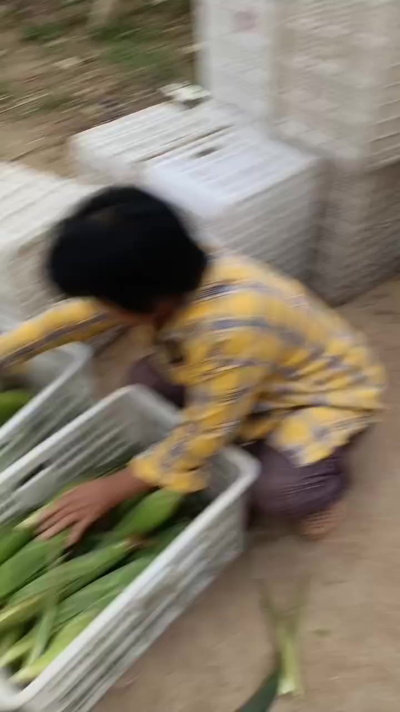 水果玉米白，黄，花粒，大量上市了中有需要老板联系我