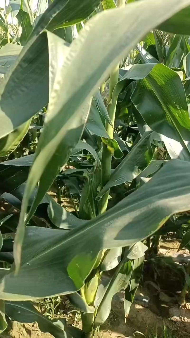 水果玉米白，黄，花粒，大量上市了中有需要老板联系我