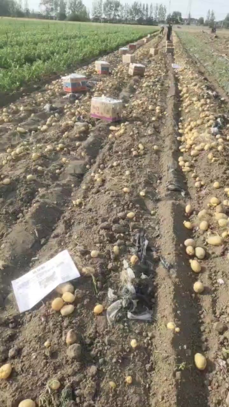 沃土5号土豆四两以上