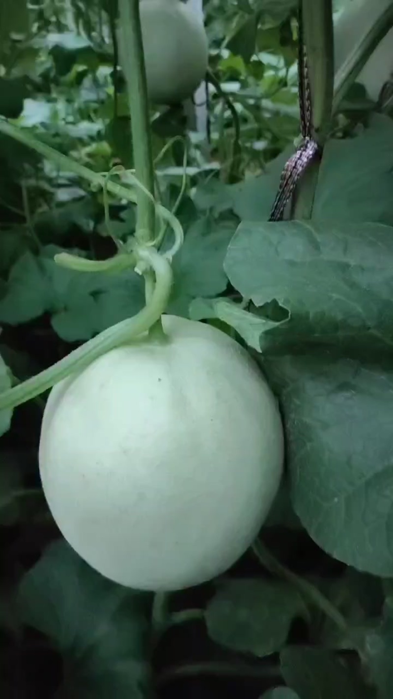 玉菇