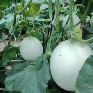 玉菇