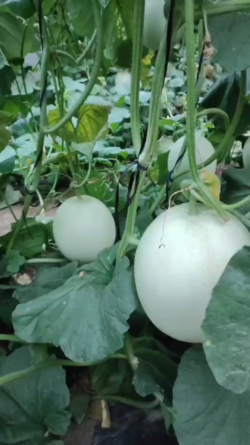 玉菇