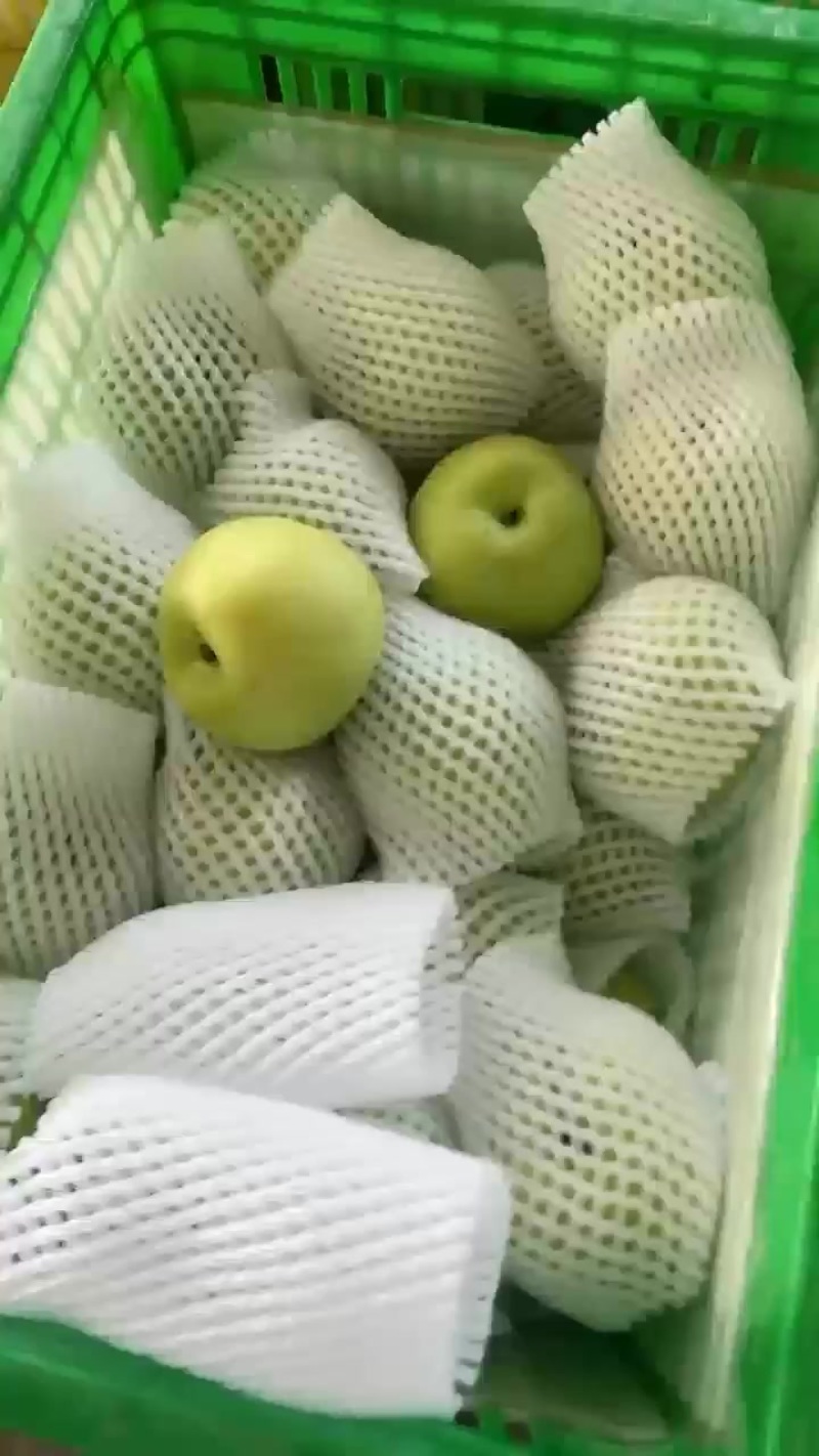 新梨七号品质保证服务周到产地直发价格美丽