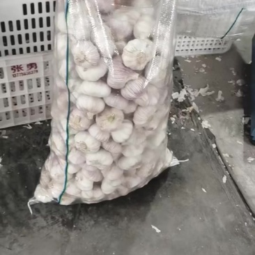 邳州精品大蒜大量出售，规格全，6.56-5.55都有